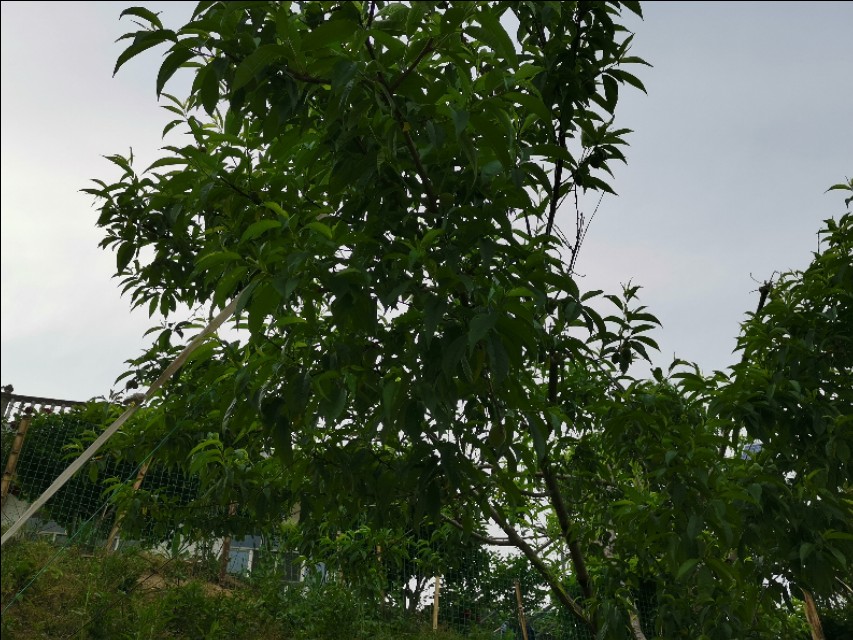 老爸栽的果木，品种很多哦！