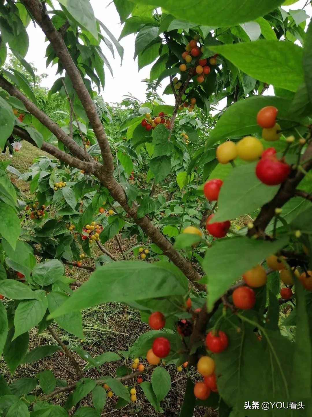 成都市恩桃儿,恩桃成都