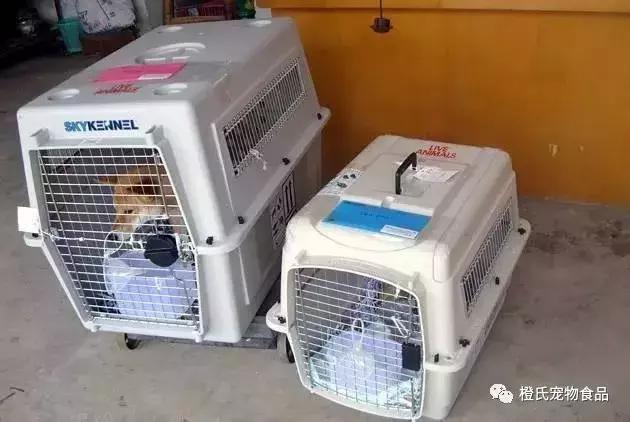 专业宠物托运飞机怎么带小狗,宠物托运需要宠物满足什么条件