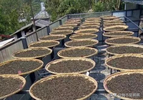 普洱茶真相揭秘切记不懂装懂,普洱茶切忌不懂装懂