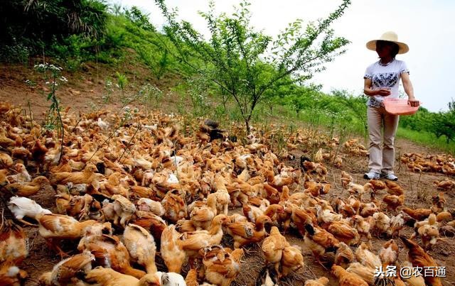 养殖正宗散养土鸡赚钱吗,容城散养土鸡养殖联系电话