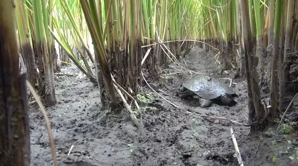 浙江大爷赚钱副业,浙江稻鳖养殖