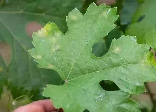 白化病的种类及图片,白化病常识图片大全