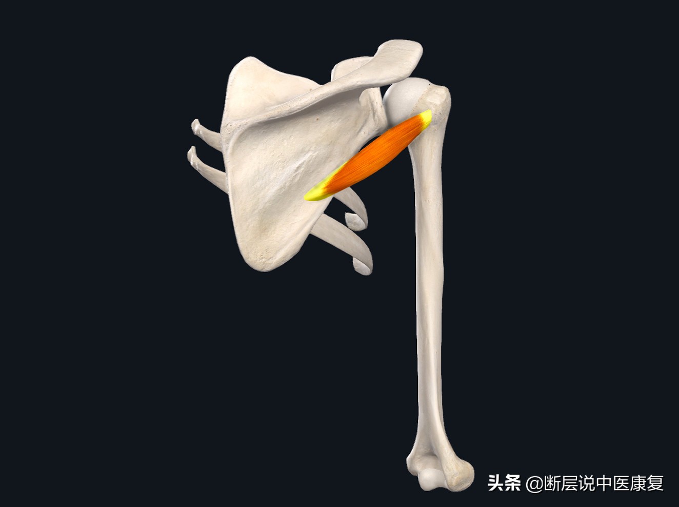 肩膀处抬不起,肩膀抬不起来感觉卡住了