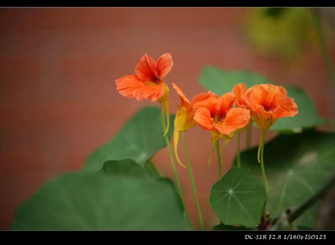 适马mc21转接环怎么样,适马mc21转接环升级教程