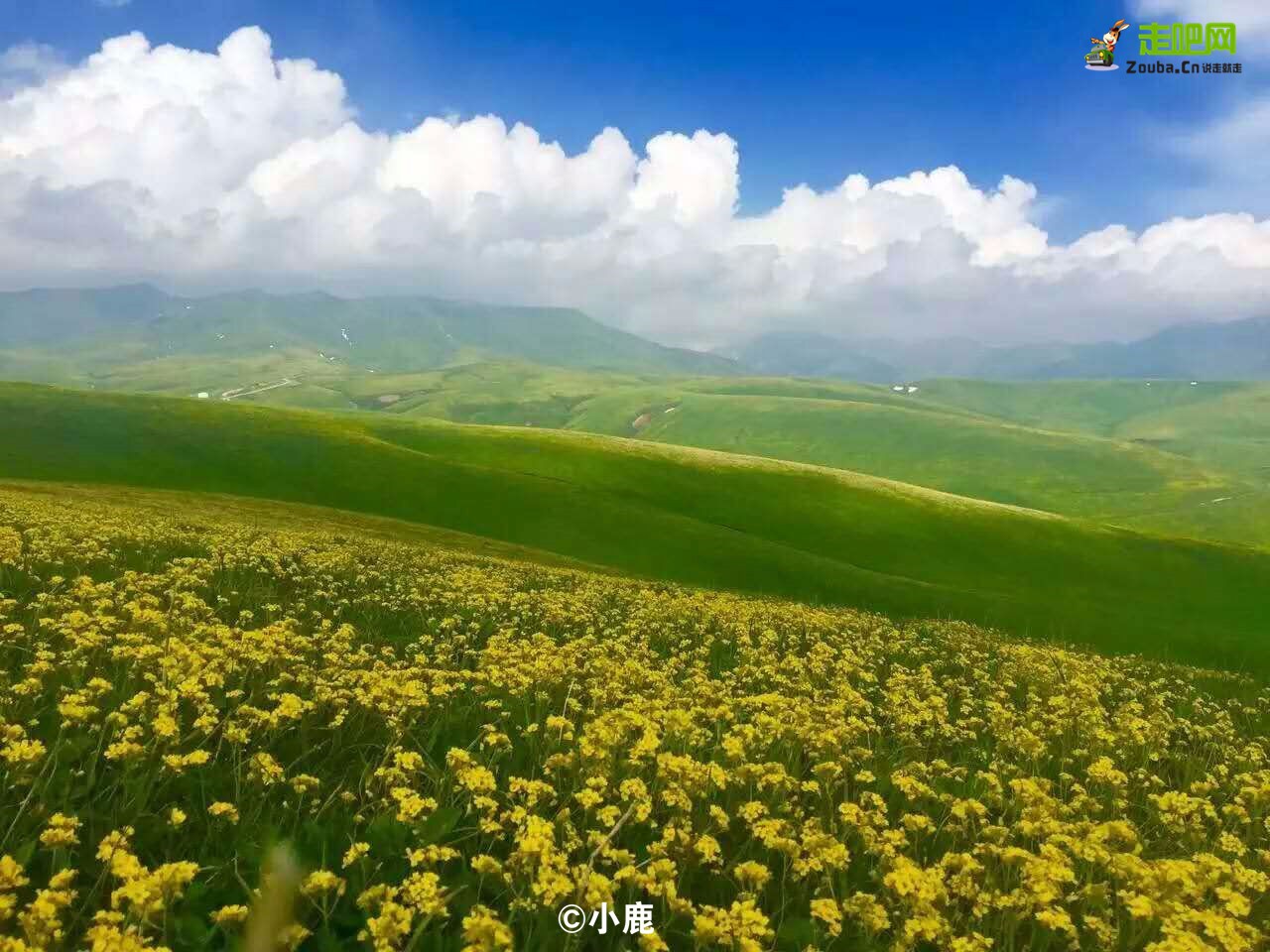 梵高画不出的向日葵,梵高画中的风景