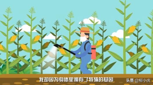 转基因玉米是不是伪命题,转基因玉米引起的风波