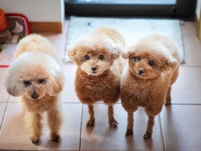 时尚前沿的“贵宾咩咩装”，到底是羊还是狗啊？