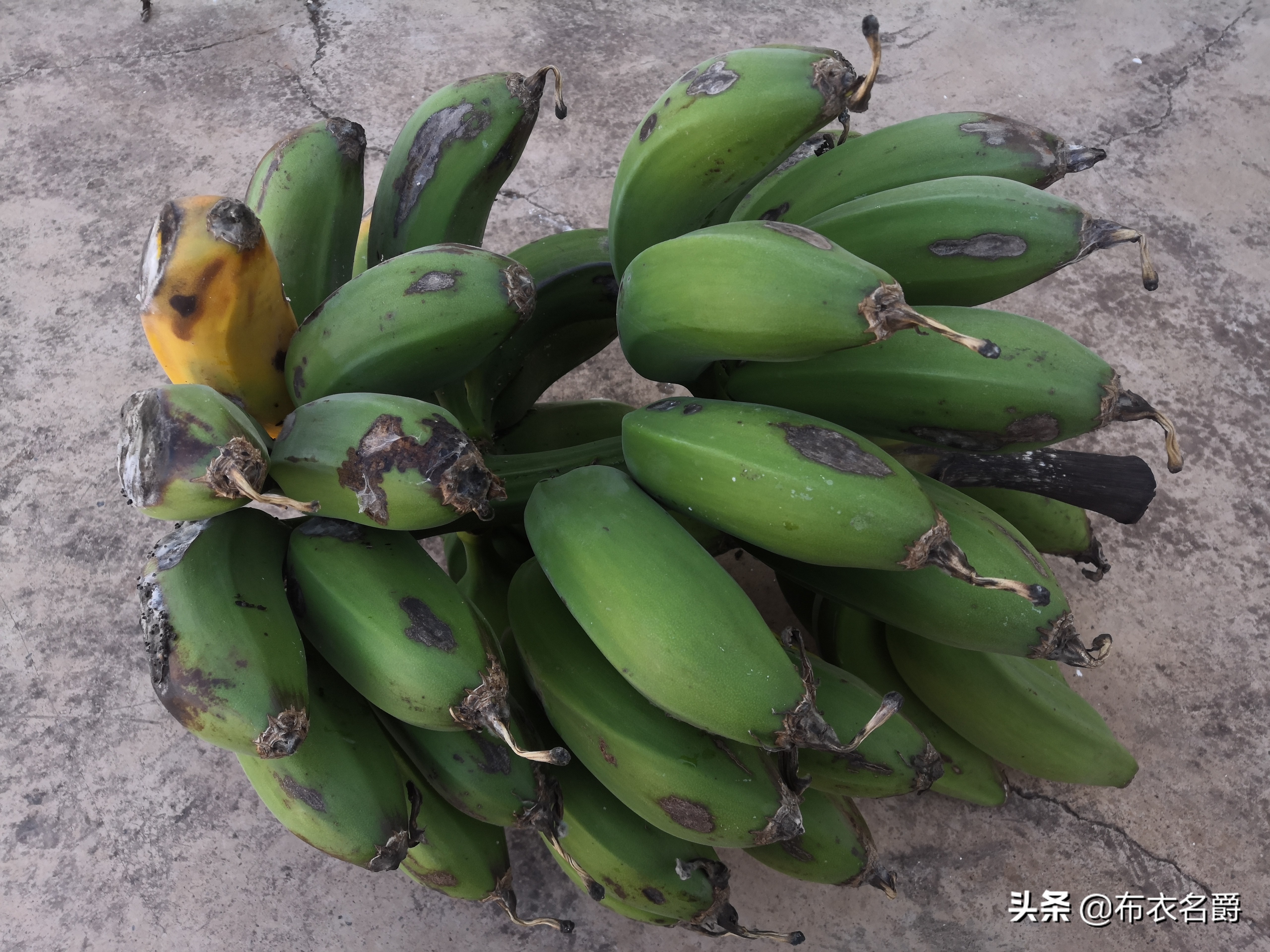 兽医讲座视频治疗牛病,兽医免疫知识