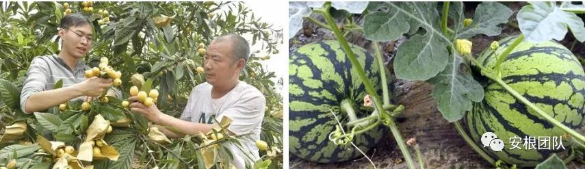 茶农怎么利润最大,茶叶合作社创新思路