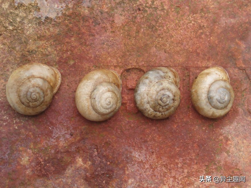 最漂亮的蜗牛图片,100幅蜗牛图片