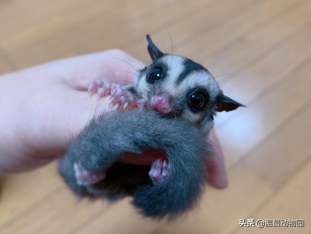 怎么看蜜袋鼯性格好不好,蜜袋鼯皮毛颜色