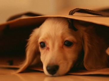 狗狗拉肚子的最快解决办法,狗狗拉肚子怎么办是凉了吗