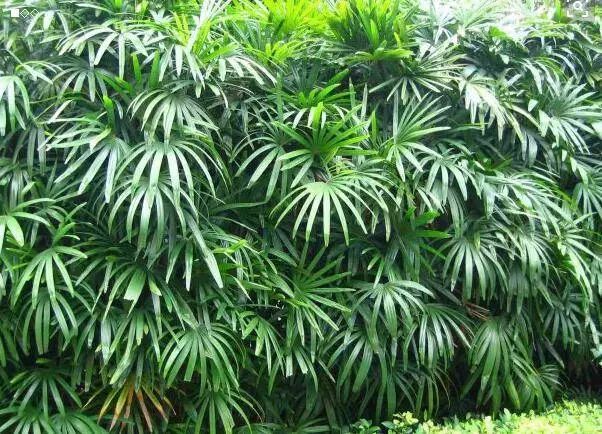 100种常见观叶植物图鉴史上最全,农村常见的100种植物