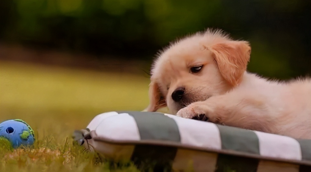 狗狗呕吐的原因及处理方法,狗狗呕吐的6种颜色