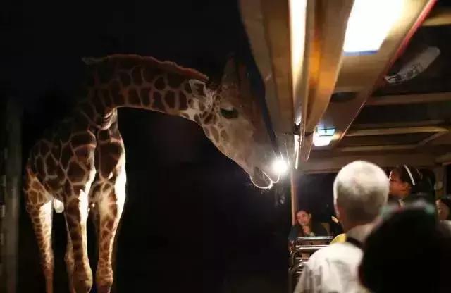 新加坡动物园免费攻略,新加坡夜间动物园游玩攻略