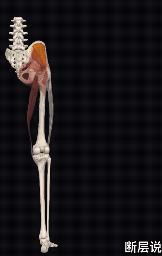 腰痛、膝痛、髋关节失稳？都是臀中肌无力惹的祸