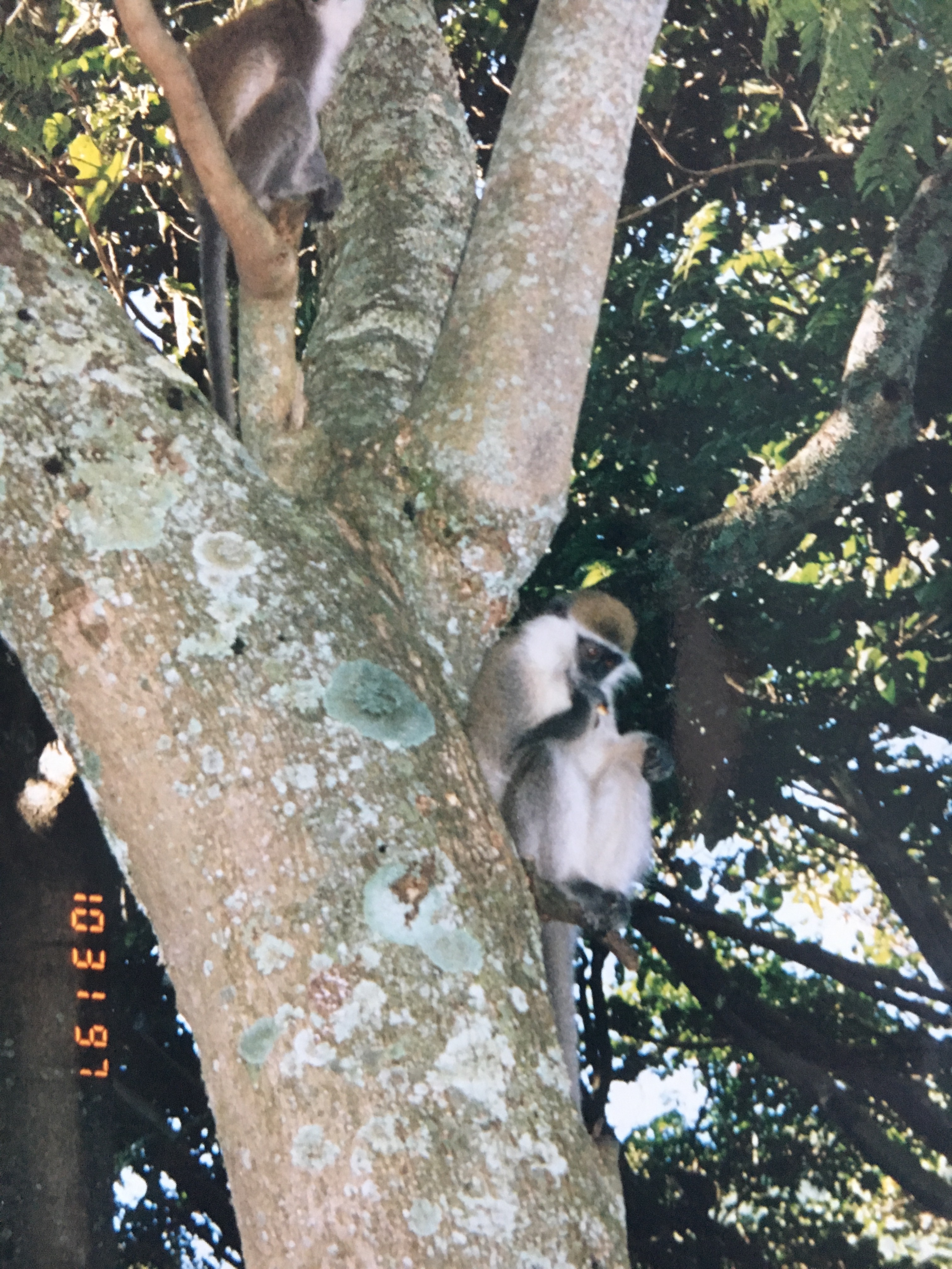 埃塞俄比亚近代历史,犹太人和巴勒斯坦的来龙去脉