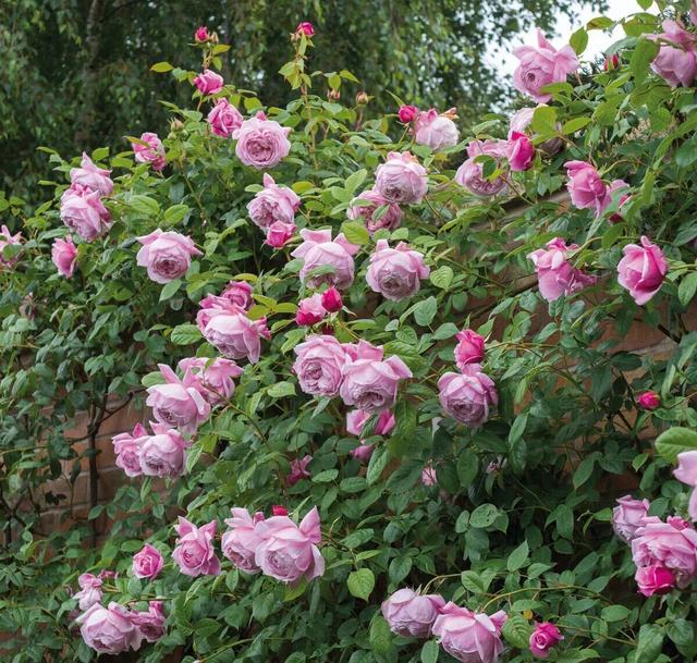 20种必买月季品种图片,网购月季有哪些品种好活