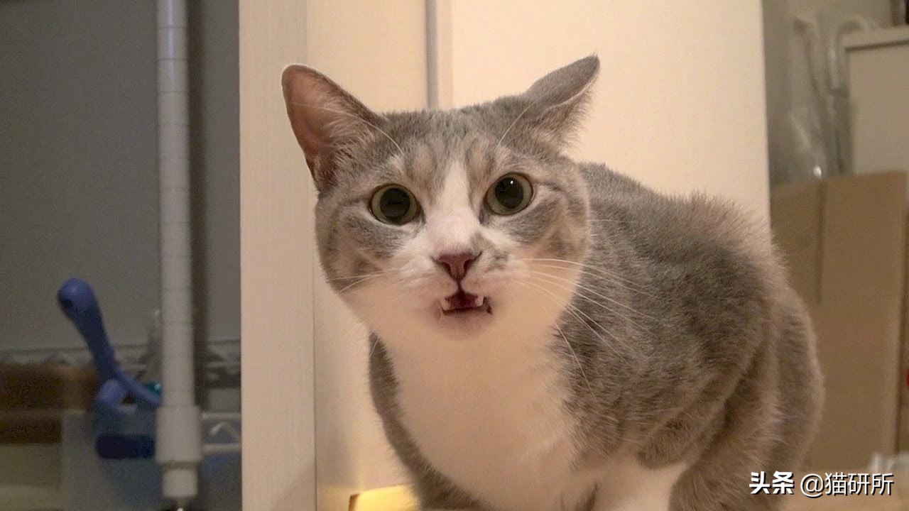 猫咪一副听不懂人话的样子,猫咪一副不太聪明的样子