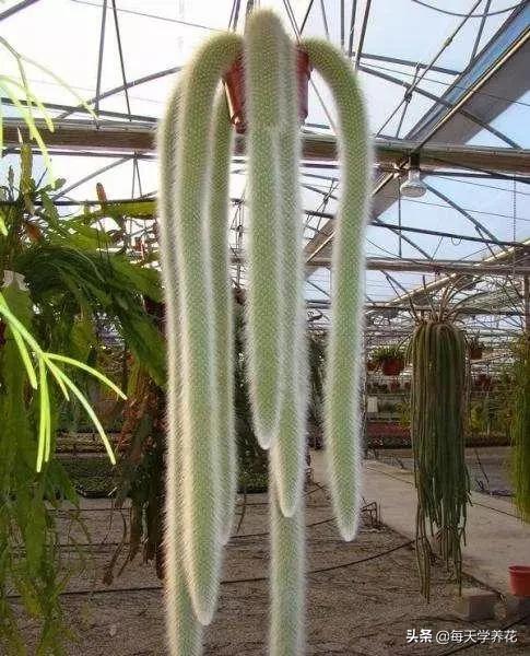 好养的瀑布藤蔓植物,像绿萝垂吊植物