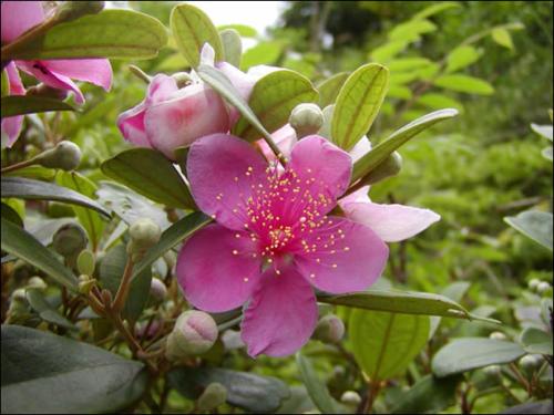 在农村常见能煲汤的植物,适合农村野外煲汤的植物