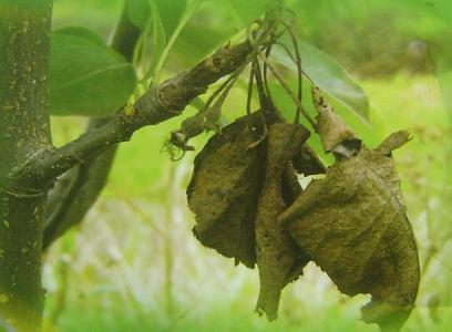 梨树10种常见病虫害的防治技术,运城梨树病虫害防治全年用药表