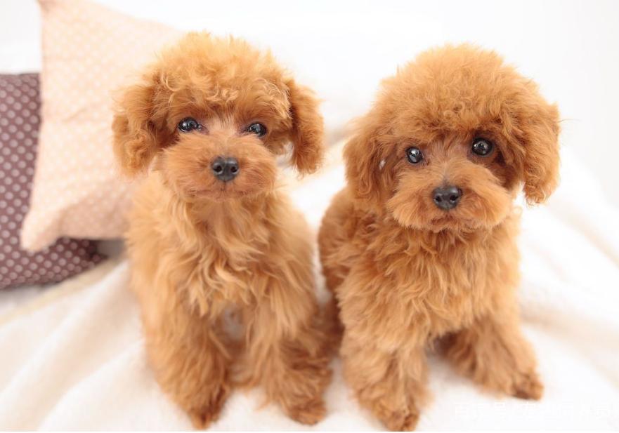 推荐6种狗狗,六种最常见的狗狗图片