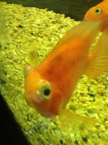 鹦鹉鱼嘴唇凸出来是什么病,鹦鹉鱼眼睛凸出来快掉了怎么处理