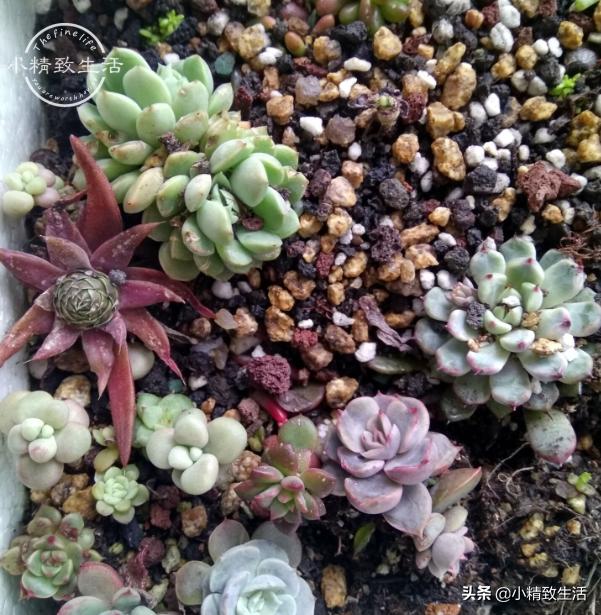 叶插多肉生根发芽后，要注意3个方面，不然可能会“消失”