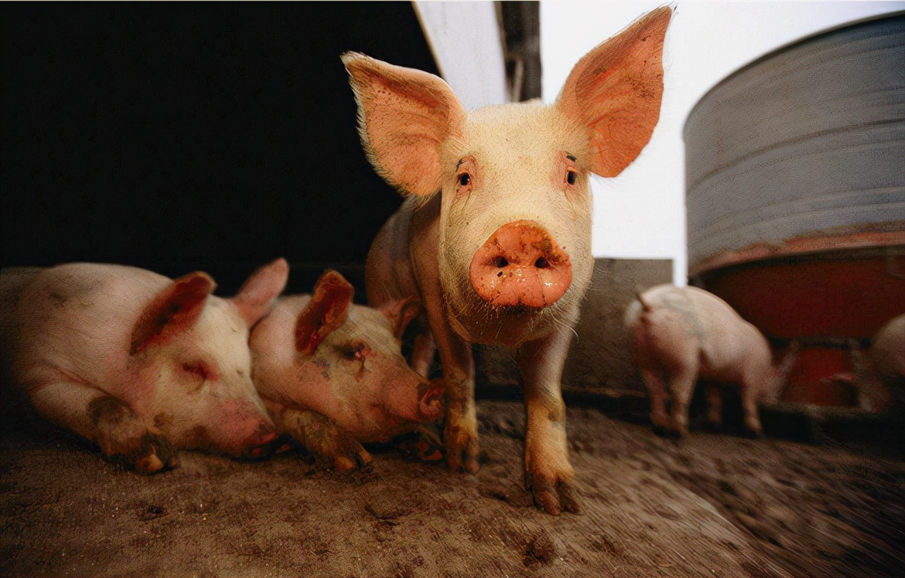 猪价17天大涨40%，猪周期提前发转，明年又是金猪年？答案来了