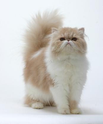 铲屎官怎么分辨自己家的猫,人生中的第一只猫