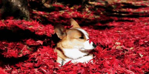 老外说“Yourecheap”的意思不是“你真便宜”！真正的意思是？