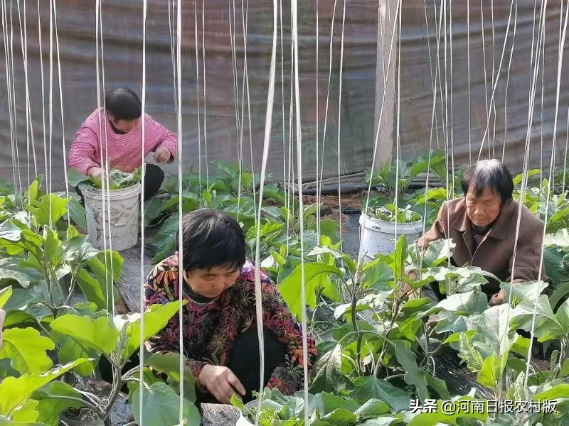 从露天果蔬到温室大棚，从田间地头到生产车间，从外出务工到返乡创业，汤阴韩庄踏上增收致富的高速路