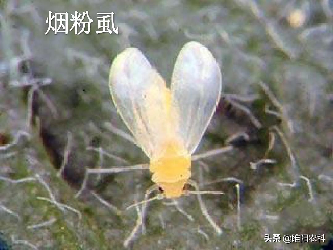 防治各种粉虱蚜虫用什么药最好,生物防治粉蚧虫