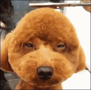 狗毛被剃光狗内心崩溃,把狗毛剃光长出来成卷毛了