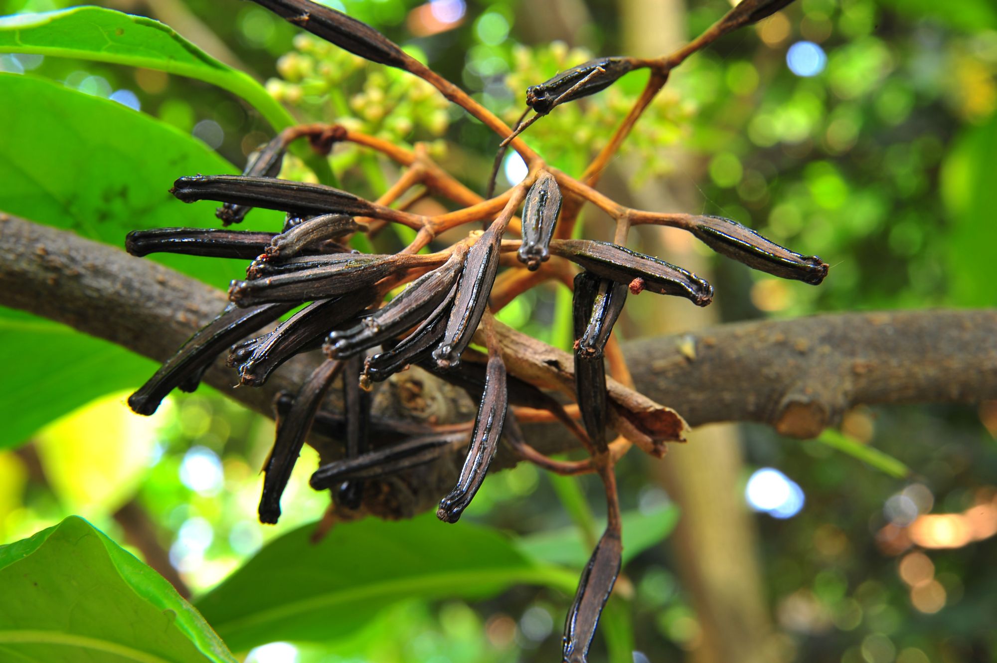 忘了传播种子的使命？捕鸟树被进化带偏，开始以“杀鸟为乐”？