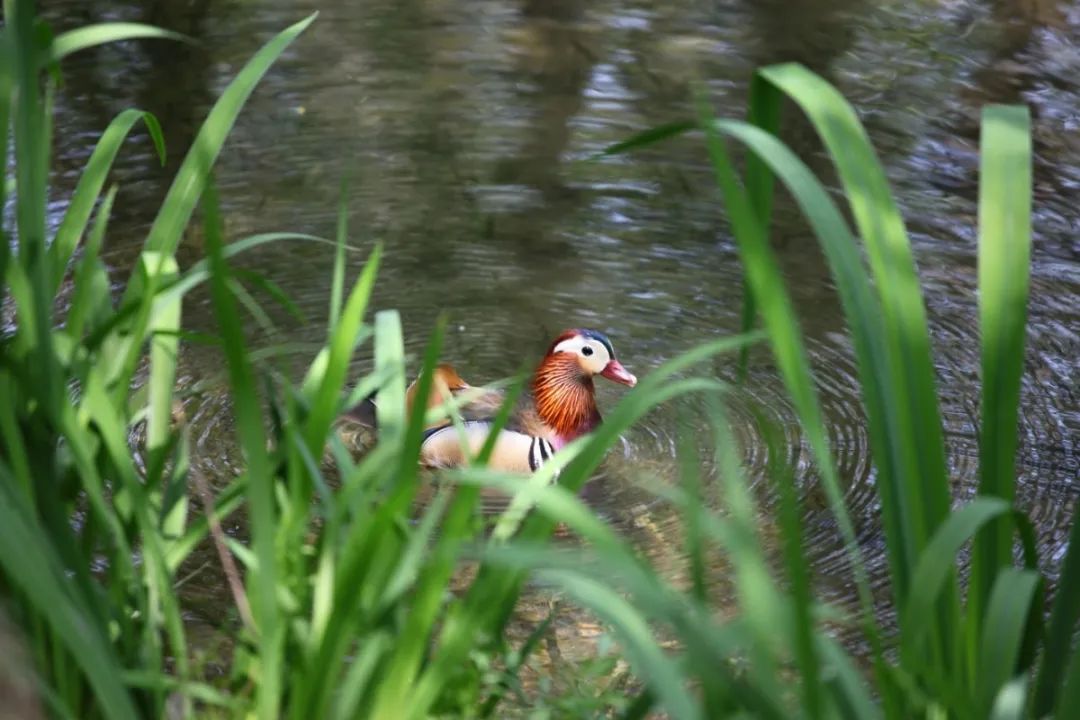欣赏西湖的全景太美了,西湖美景实在美怎么也看不够