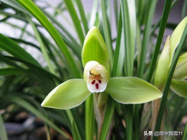 兰花叶尖发黑发黄是怎么回事,怎么判断兰花浇水缺水了