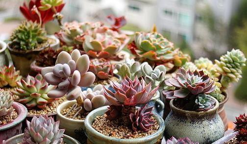 收到多肉之后干巴巴的怎么办,钱串子多肉总是干巴巴