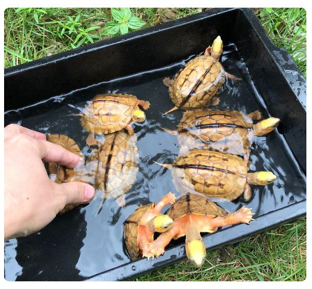 龟不爱动有事吗,龟龟不爱动