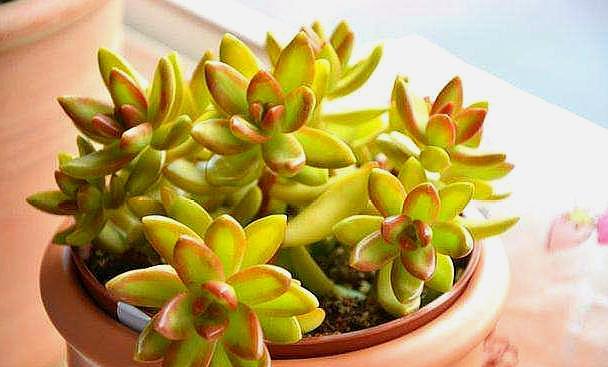 多肉徒长的最佳方式,多肉徒长了怎么整理