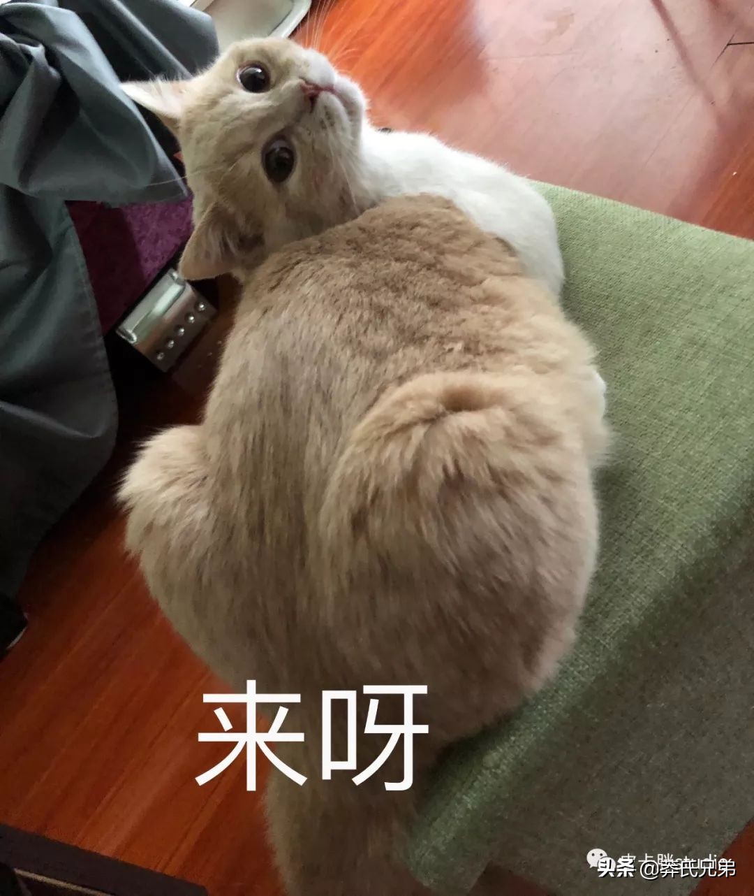 可爱小奶猫刚生出成长日记,一只小奶猫的成长过程