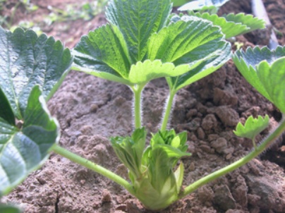 繁殖草莓苗挣钱,草莓苗怎么繁殖新苗