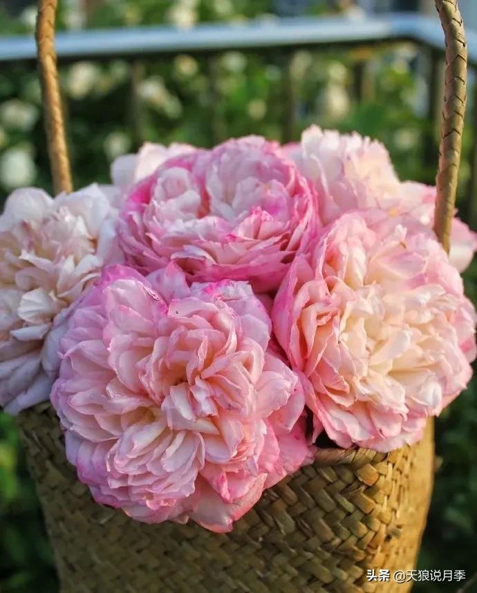 月季花是时候展现真正的技术了 (开春的第一波月季花就这么过去了)