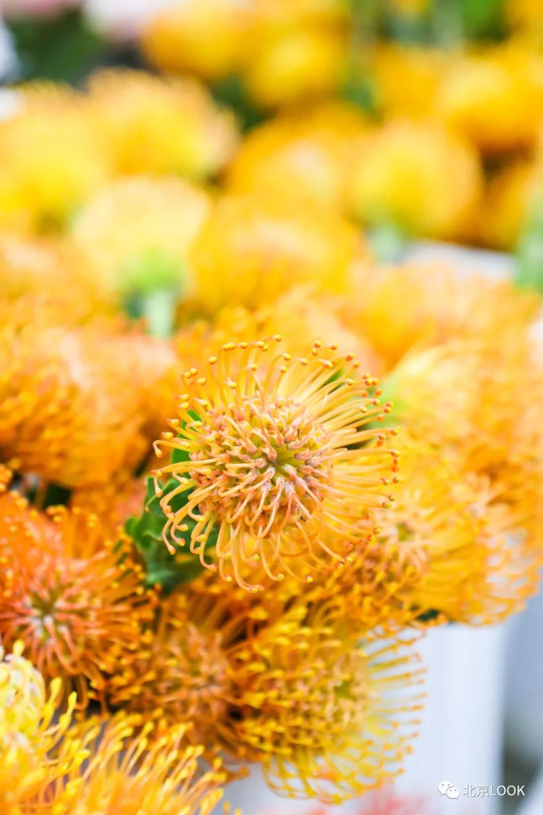 北京最大的露天花卉,北京最大的花卉大观园