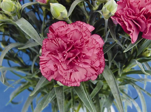 母亲节康乃馨的花语,母亲节的代表人物