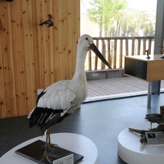 秦皇岛带孩子旅游攻略,秦皇岛带孩子游玩攻略