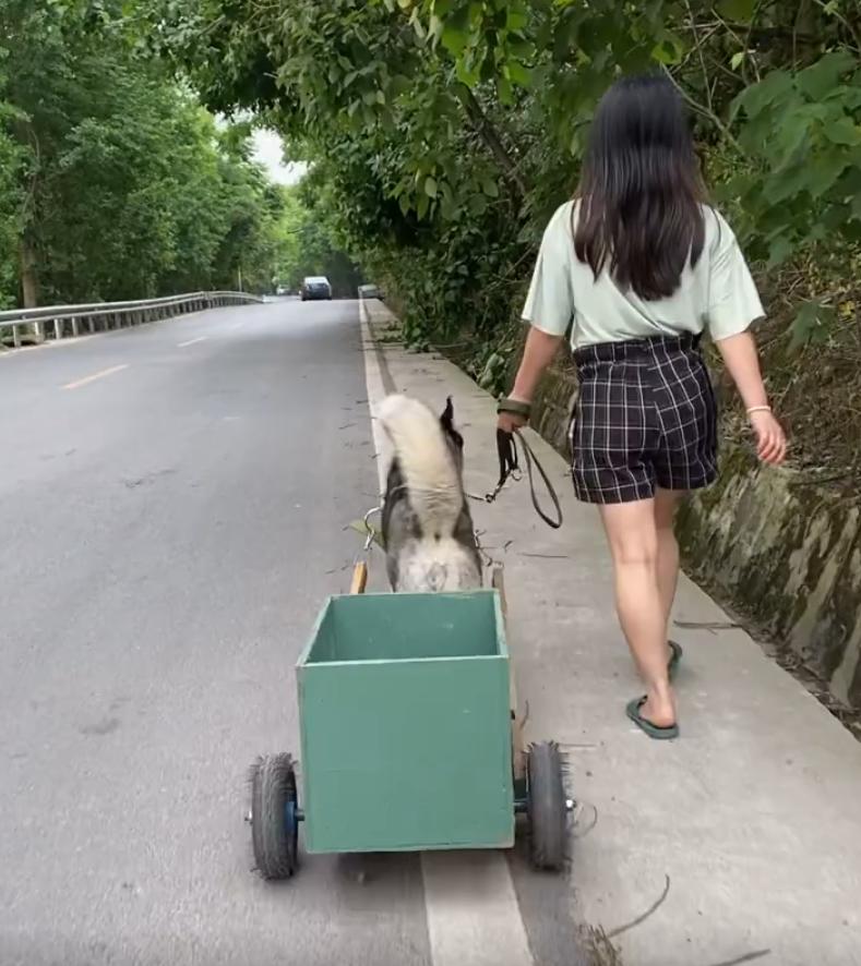 这才是哈士奇的正确打开方式热搜,这才是哈士奇的正确打开方式拉船