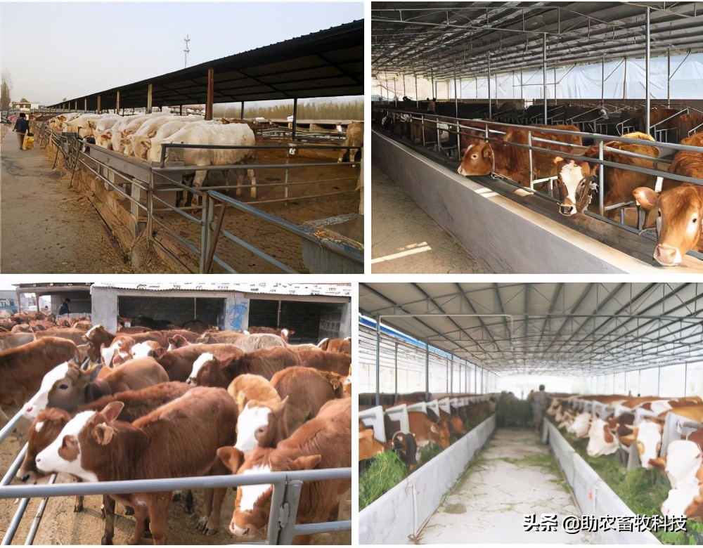 肉牛养殖的中草药配方,肉牛养殖技术和治疗哪个好